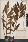 Foto von Salix cinerea L. x Salix viminalis L.
